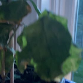 Photo of the plant species Abutilon Pictum by @StableCashew41 named Forrest on Greg, the plant care app