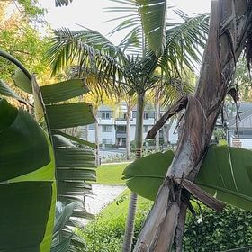 Photo of the plant species Christmas Palm by @FullHoyabella85 named Keanu Leaves on Greg, the plant care app