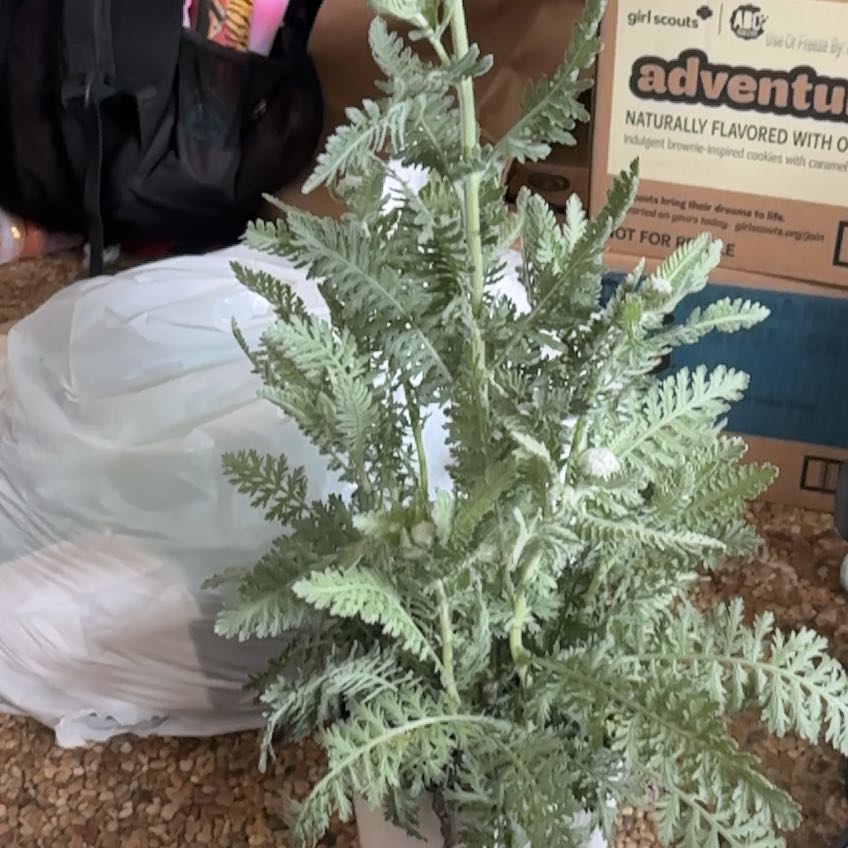 Photo of the plant species Fernleaf Yarrow by @FullHoyabella85 named ChloroPhil on Greg, the plant care app
