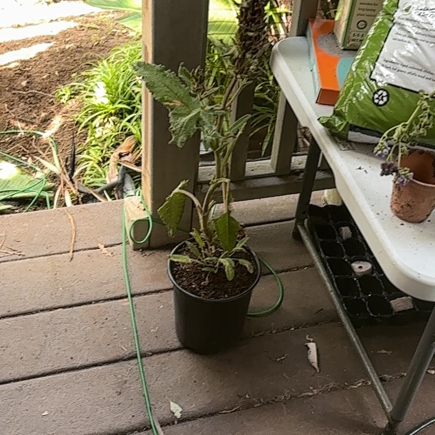 Photo of the plant species Hummingbird Sage by @FullHoyabella85 named Gaga on Greg, the plant care app