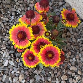 Photo of the plant species Great Blanket Flower by @EminentOricad48 named Marley on Greg, the plant care app