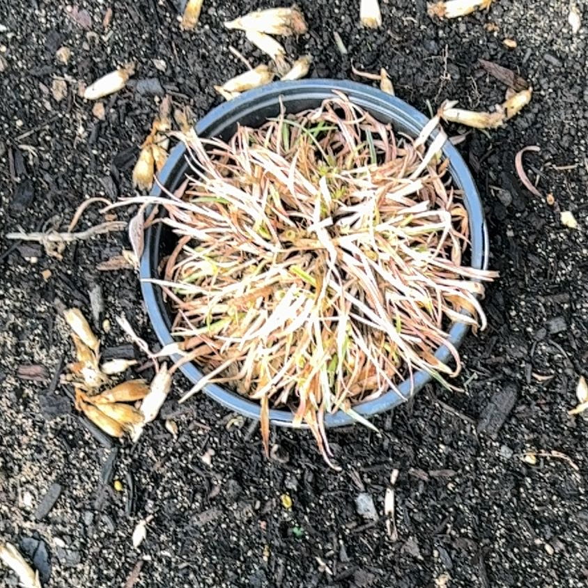 Photo of the plant species American Sweetgum by @RealRosea3 named Rosa on Greg, the plant care app