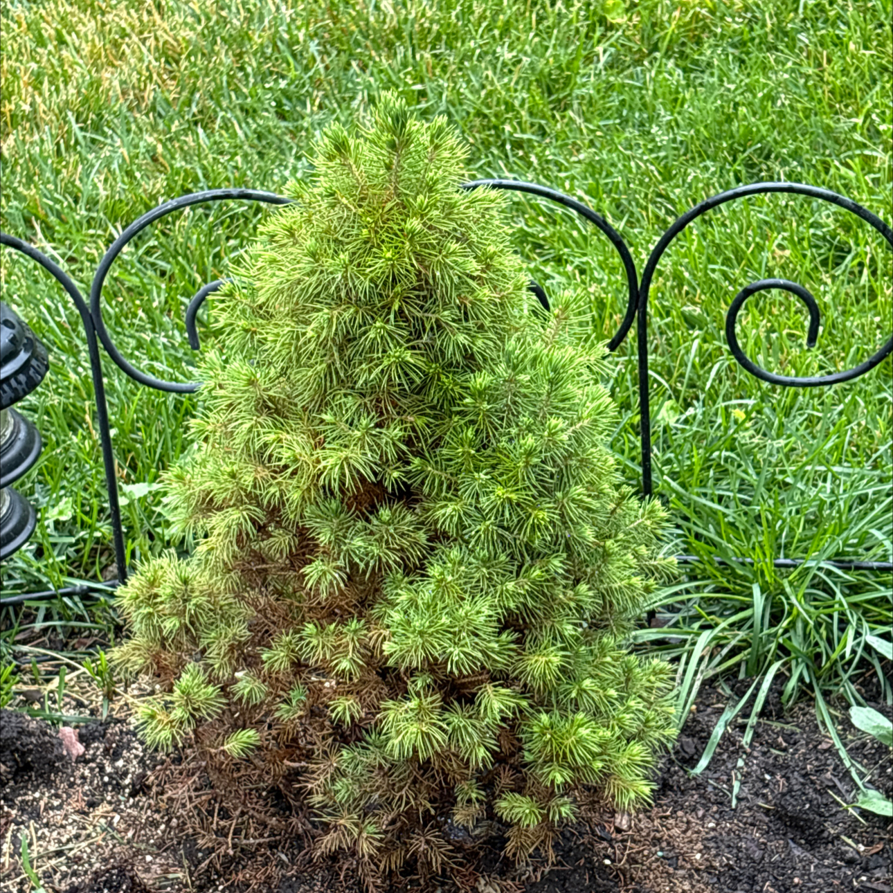 Photo of the plant species American Common Juniper by @RealRosea3 named Muhammad Ali on Greg, the plant care app