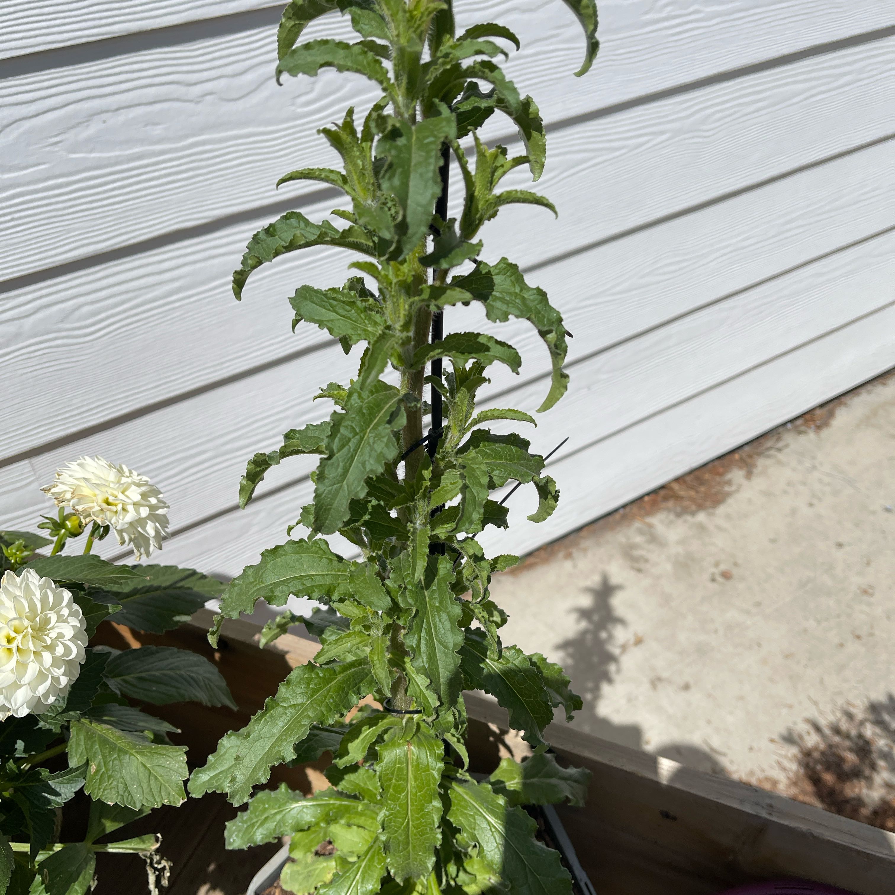 Photo of the plant species Rampion Bellflower by @HipPepino15 named Bella on Greg, the plant care app