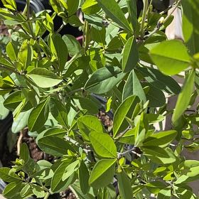 Photo of the plant species Black Olive Tree by @HipPepino15 named Harmony on Greg, the plant care app