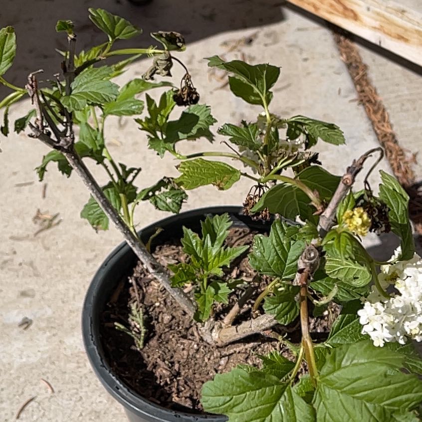 Photo of the plant species American Cranberrybush Viburnum by @HipPepino15 named Robert Plant on Greg, the plant care app