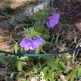 Photo of the plant species Wild Blue Phlox by @HipPepino15 named Captain Plant-it on Greg, the plant care app