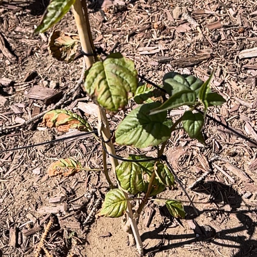 Photo of the plant species Arrowwood Viburnum by @HipPepino15 named da Vinci on Greg, the plant care app