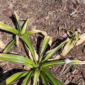 Photo of the plant species Twistleaf Yucca by @HipPepino15 named Hamilton on Greg, the plant care app