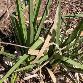 Photo of the plant species Red Hot Poker by @HipPepino15 named Zion on Greg, the plant care app