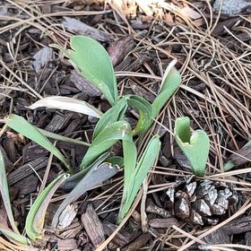 Photo of the plant species Snowdrop by @HipPepino15 named Surya on Greg, the plant care app
