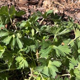 Photo of the plant species Spotted Geranium by @HipPepino15 named Orwell on Greg, the plant care app