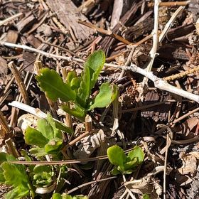 Photo of the plant species Field Pennycress by @HipPepino15 named Navajo on Greg, the plant care app