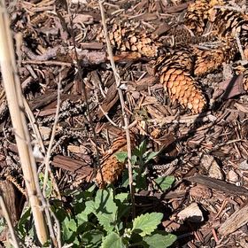 Photo of the plant species Wild Sunflower by @HipPepino15 named Fernie Mac on Greg, the plant care app