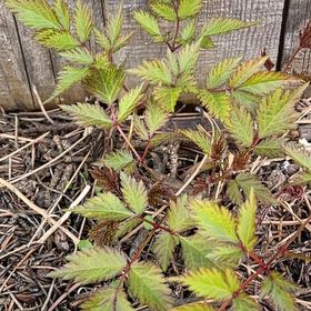 Photo of the plant species Astilbe by @HipPepino15 named Vision in white delight on Greg, the plant care app