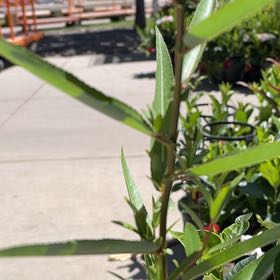 Photo of the plant species Scarlet Milkweed by @HipPepino15 named Drake on Greg, the plant care app