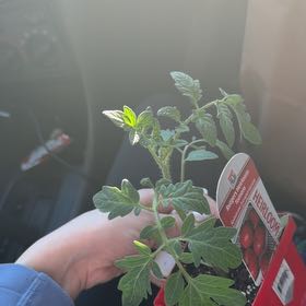 Photo of the plant species Tomato 'Rutgers' by @AvidNoni46 named Rudy on Greg, the plant care app