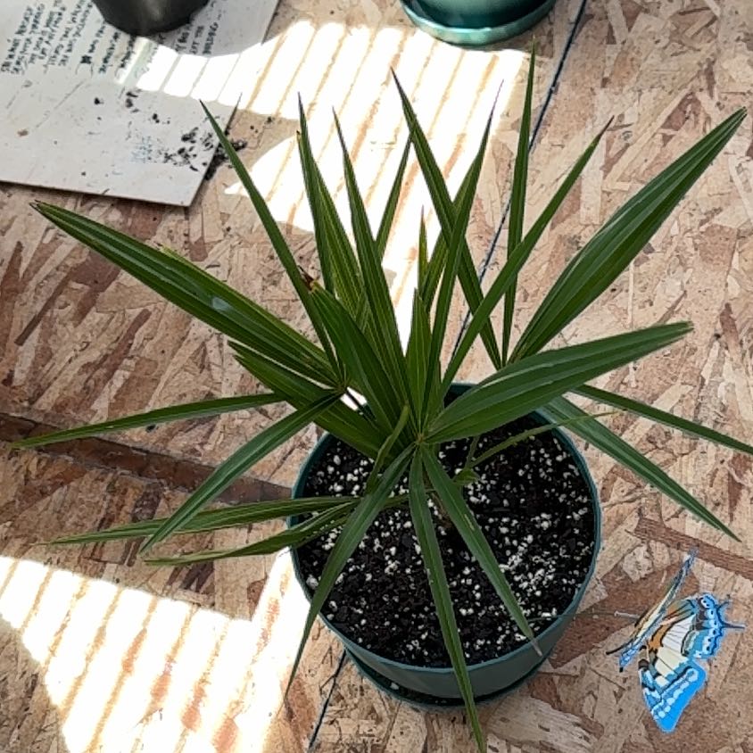 Photo of the plant species Chinese Windmill Palm by @VibrantWaxivy28 named ChloroPhil on Greg, the plant care app