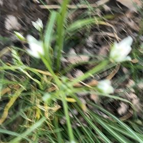 Photo of the plant species Star of Bethlehem by @FoxyDuwei85 named Pax on Greg, the plant care app