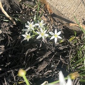 Photo of the plant species Star of Bethlehem by @FoxyDuwei85 named Planty on Greg, the plant care app