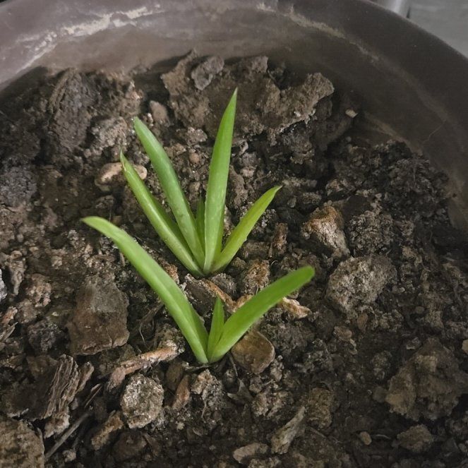 Photo of the plant species Agave Virginica by @TrueRedsage78 named Luna on Greg, the plant care app