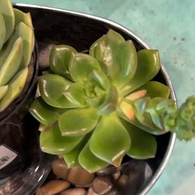 Photo of the plant species Echeveria 'Sleepy' by @ClassicCatnip89 named Diana on Greg, the plant care app