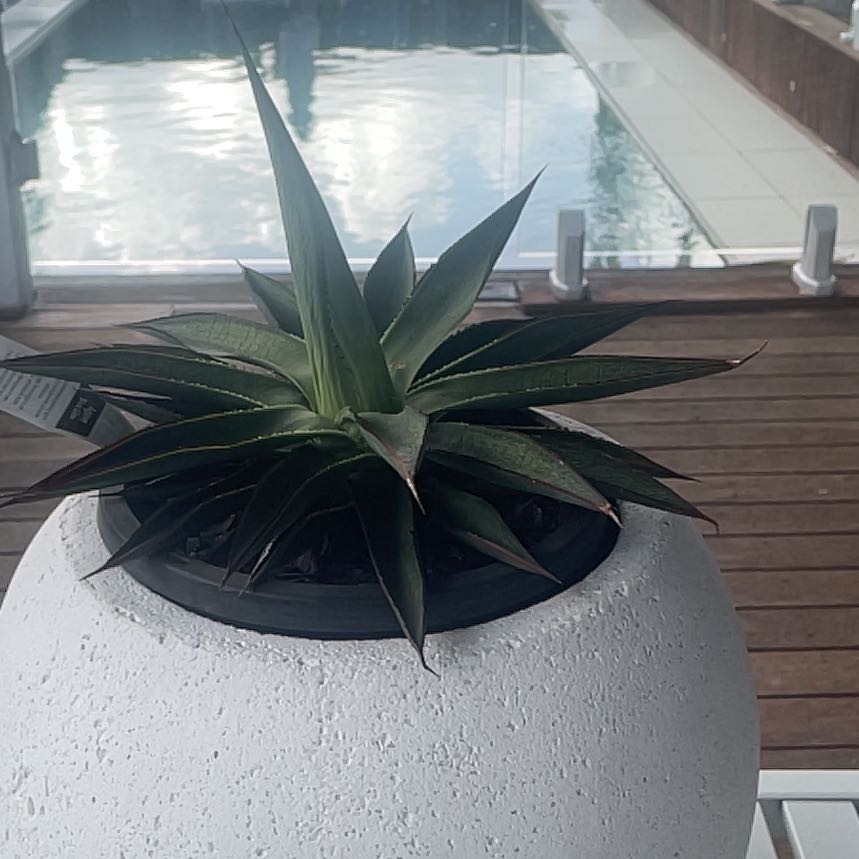 Photo of the plant species Agave Blue Glow by @CopiousAgave83 named Figyonce on Greg, the plant care app