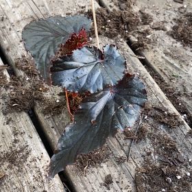 Photo of the plant species Desertbells by @ZestFreesia87 named Orwell on Greg, the plant care app