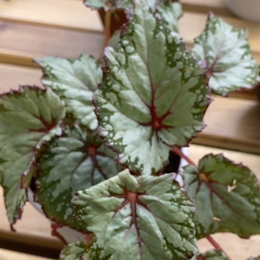 Photo of the plant species Exotic Angel by @ZestFreesia87 named Fernie Saunders on Greg, the plant care app