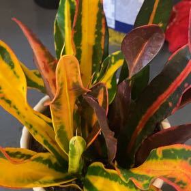 Photo of the plant species Mammy Croton by @ZestFreesia87 named Sandia on Greg, the plant care app