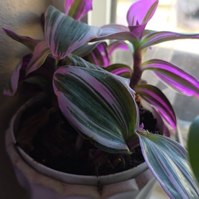 Photo of the plant species Wandering Dude 'Burgundy' by @HelperErophaca named Plato on Greg, the plant care app