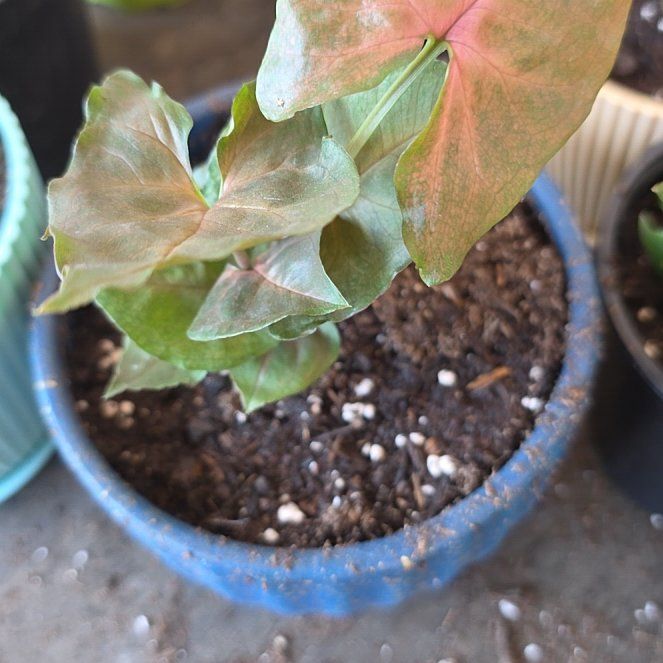 Photo of the plant species Syngonium 'Maria Allusion' by @HelperErophaca named Sir Plancelot on Greg, the plant care app