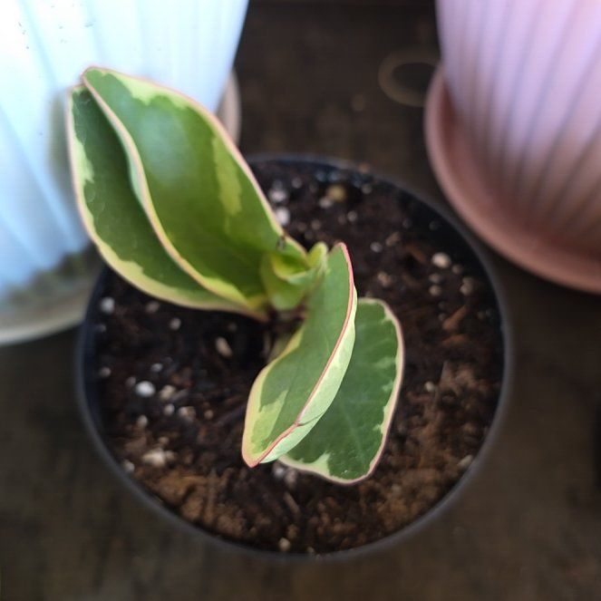 Photo of the plant species Peperomia 'Ginny' by @HelperErophaca named Taylor Swift on Greg, the plant care app