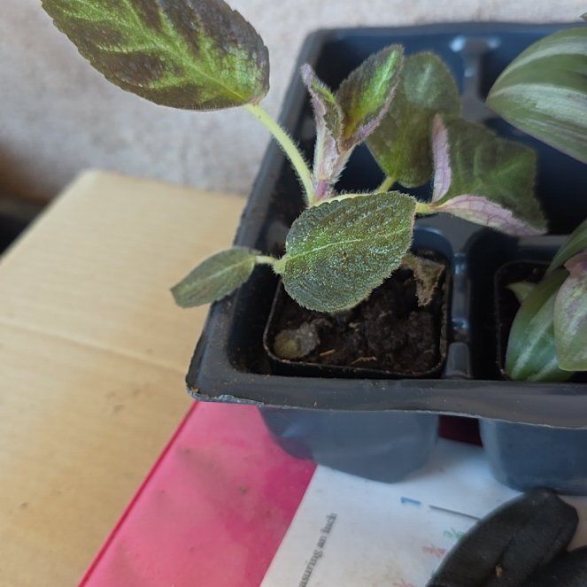 Photo of the plant species Flame Violet by @HelperErophaca named Gobi on Greg, the plant care app