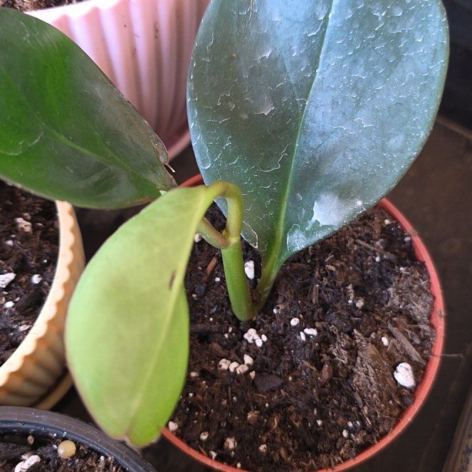 Photo of the plant species Pepermonia Pearl by @HelperErophaca named James Dean on Greg, the plant care app