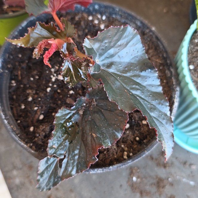 Photo of the plant species Black Magic by @HelperErophaca named Fernie Mercury on Greg, the plant care app