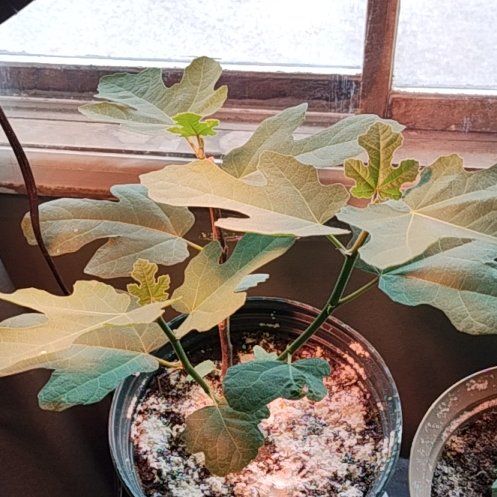 Photo of the plant species Hardy Fig Tree by @SunnyBlueelf33 named Thistle on Greg, the plant care app