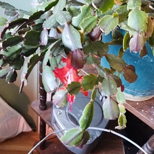 Photo of the plant species Zygocatus by @SunnyBlueelf33 named Khaleesi on Greg, the plant care app