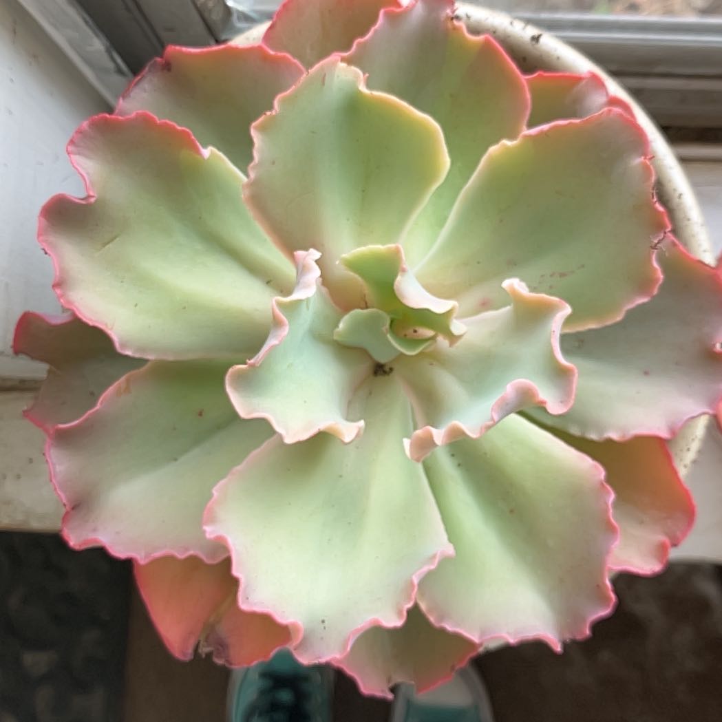 Photo of the plant species Crinoline ruffles by @PeppyDamsii91 named Demi on Greg, the plant care app