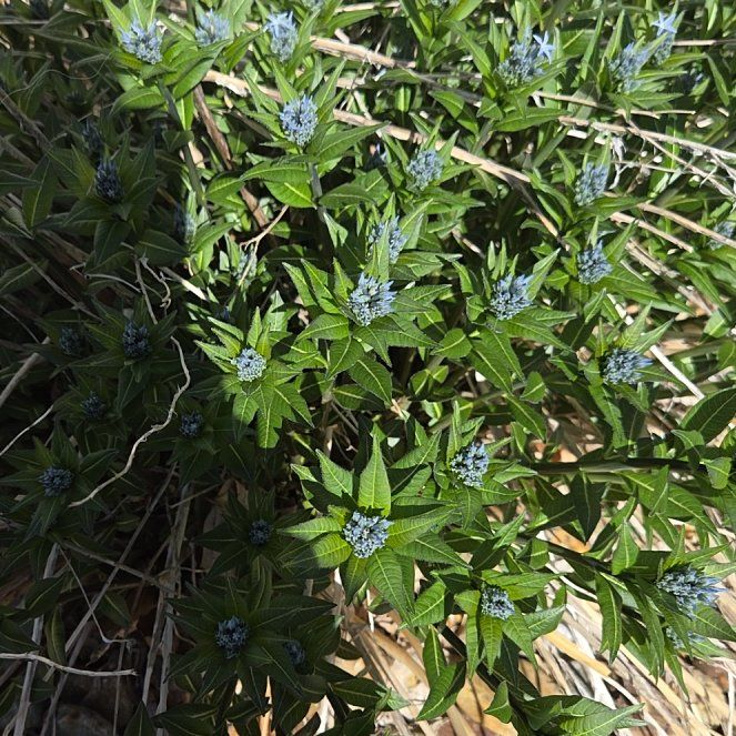 Photo of the plant species Texas-Star by @ProJuniper81 named Beckham on Greg, the plant care app