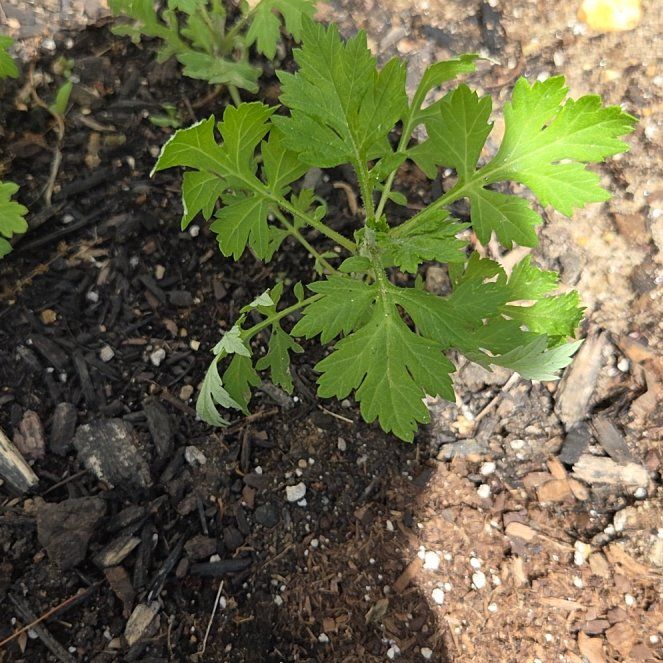 Photo of the plant species Sailor's Tobacco by @ProJuniper81 named Sage on Greg, the plant care app