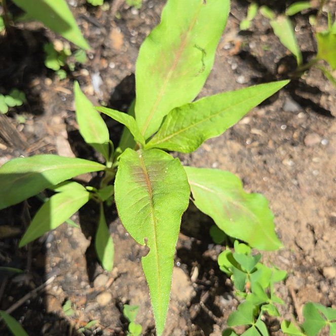 Photo of the plant species Spotted Ladysthumb by @ProJuniper81 named Planty on Greg, the plant care app
