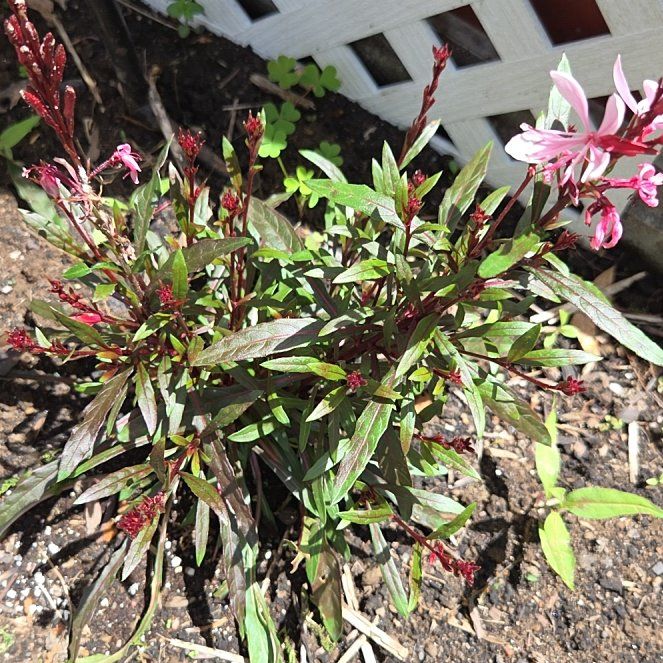 Photo of the plant species Lindheimer's Beeblossom by @ProJuniper81 named Treeyoncé on Greg, the plant care app