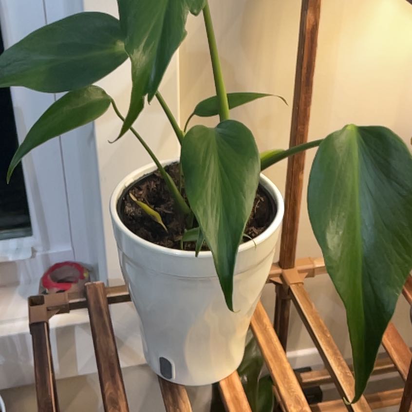 Photo of the plant species Monstera 'Burle Marx Flame' by @BittyMonstera91 named Zeus on Greg, the plant care app