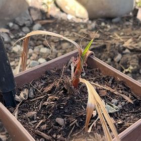 Photo of the plant species Mexican Fan Palm by @TopdogWoreya25 named Miley on Greg, the plant care app