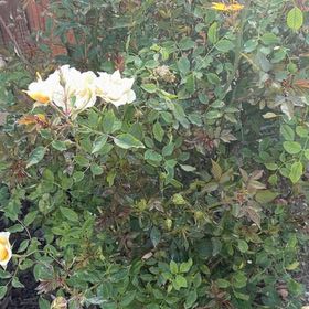 Photo of the plant species Scotch Rose by @PoshPepino70 named Homer on Greg, the plant care app