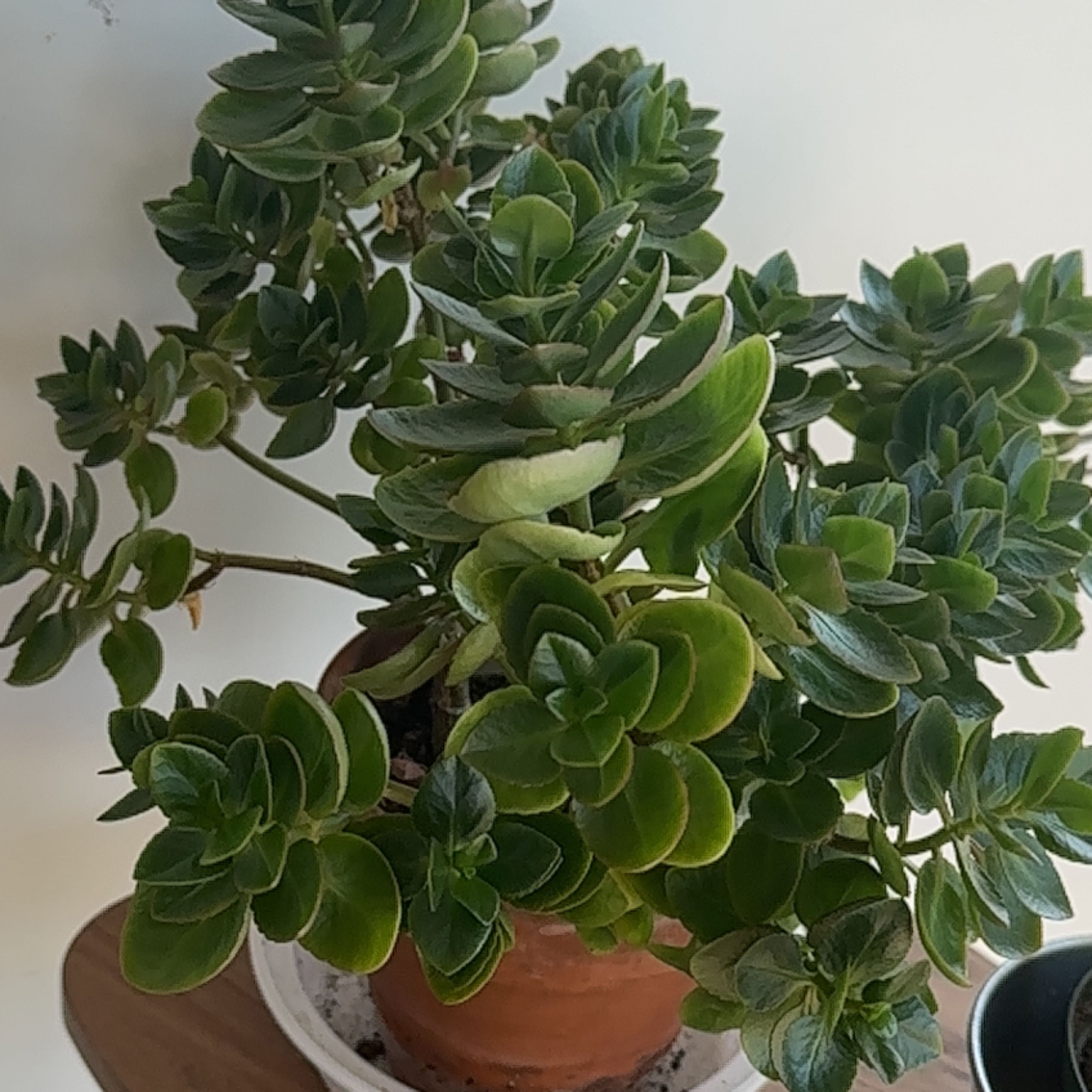 Healthy Marnier's Kalanchoe plant in a terracotta pot with lush green leaves.