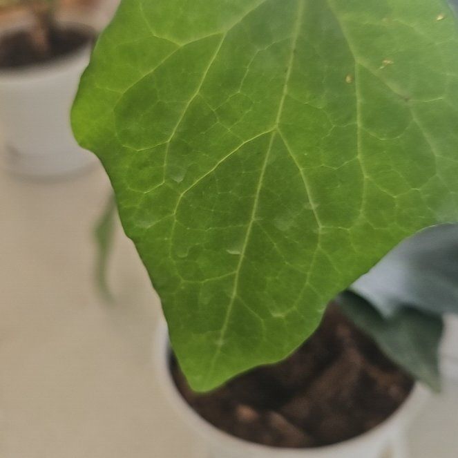 Photo of the plant species Irish Ivy by @ModelHope61 named Anne on Greg, the plant care app