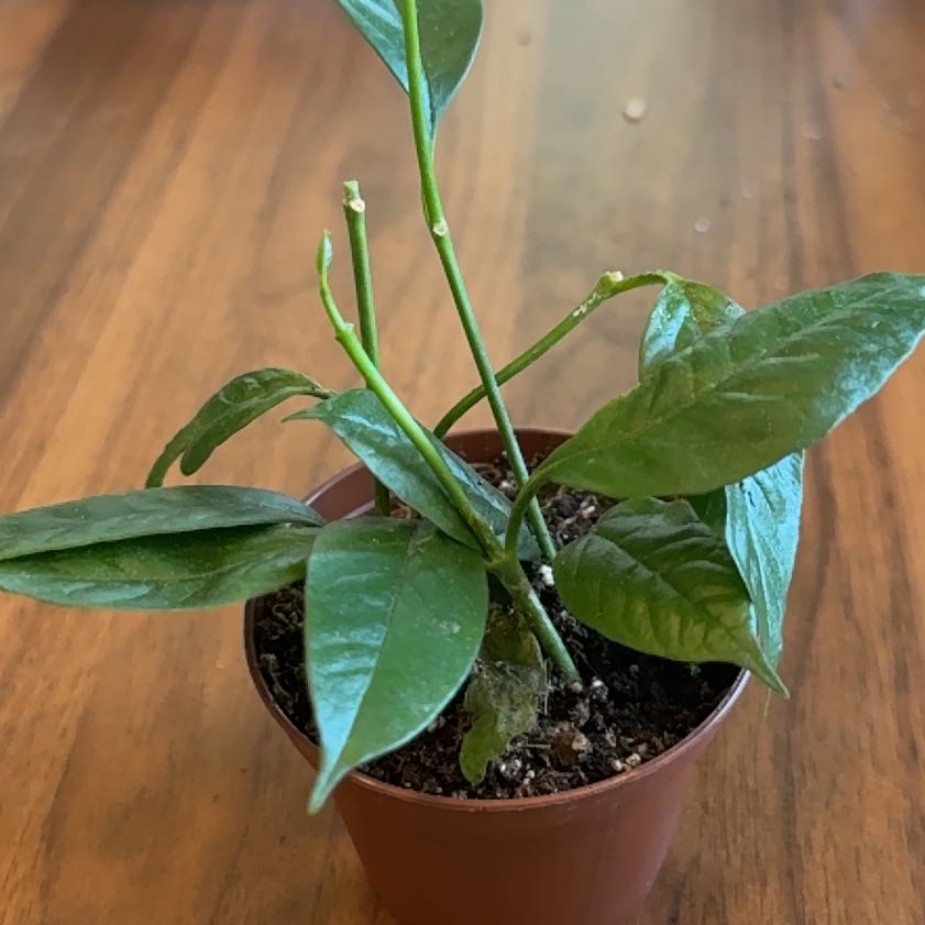 Photo of the plant species Shooting Stars Wax Plant by @CleverCatmint4 named Gates on Greg, the plant care app