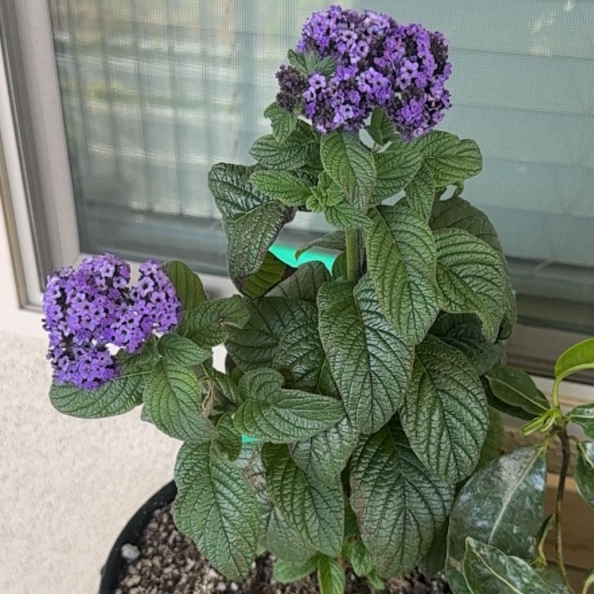 Photo of the plant species Heliotropium arborescens by @CleverCatmint4 named Gregarious on Greg, the plant care app
